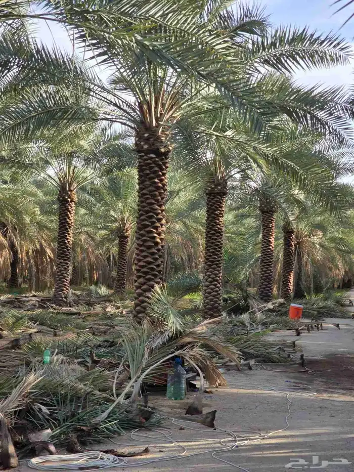 Date palms for sale in Jeddah Mecca and Taif 2