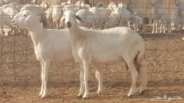 غنم سواكنيات جنب دفيع ضان سواكنية مقنوي رأسين 1