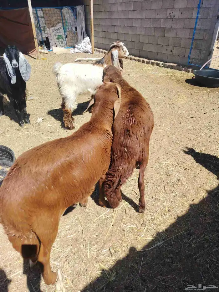 Castrated young male goats 1