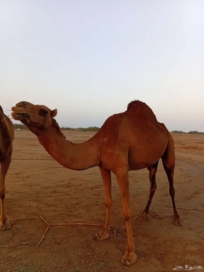 ابل سواحل جنب وخلفه للبيع 2