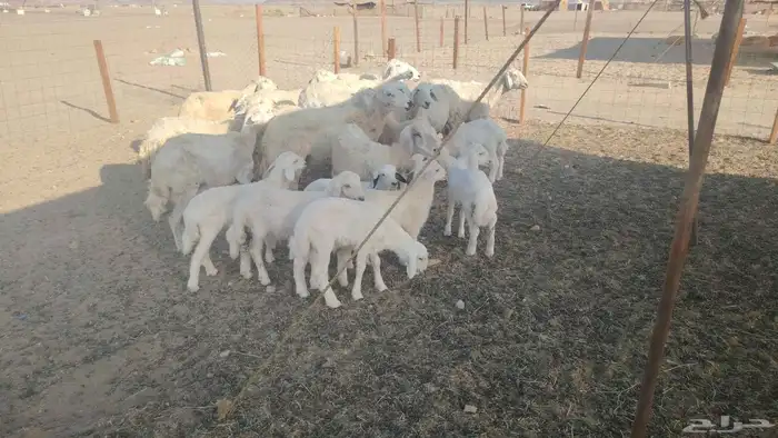 The expression   13  10 translates to Freedom Sheep 13 under 5