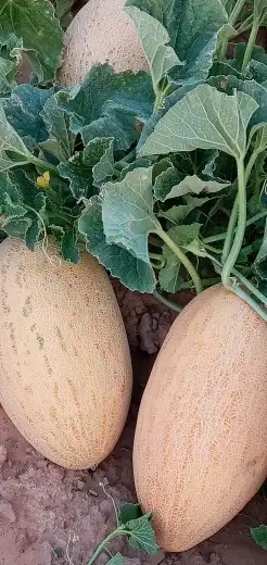 بذور شمام. انواع 5