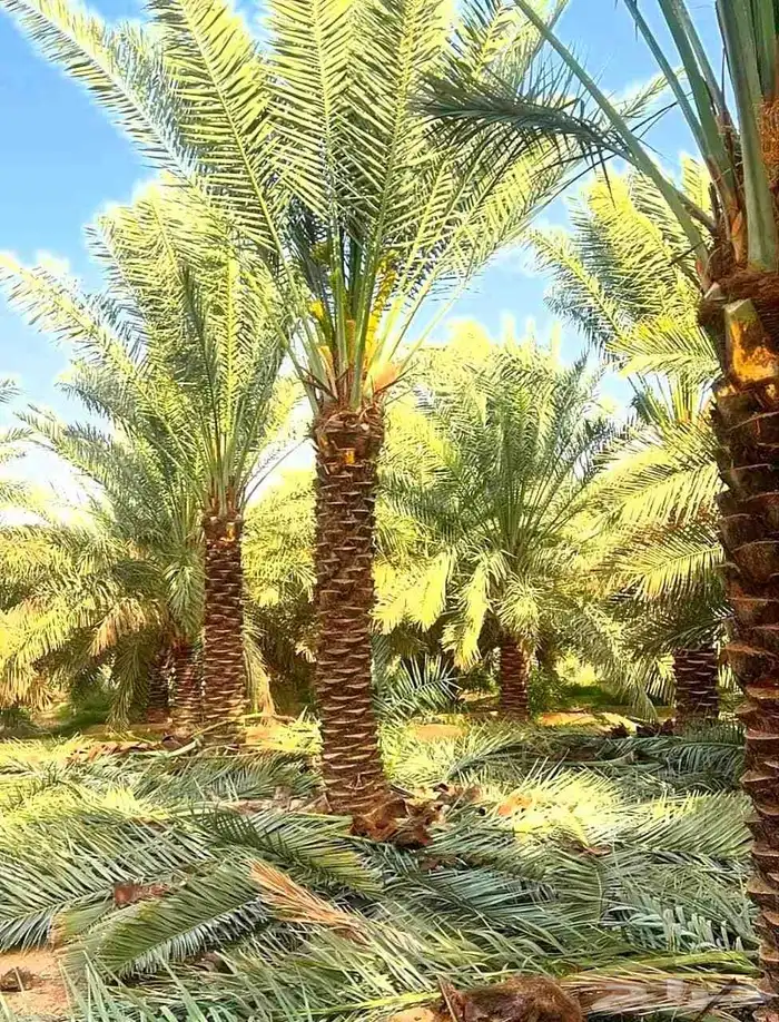 نخل للبيع توصيل جميع المناطق نخيل برحي سكري اخلاص صقعي ونانه 1