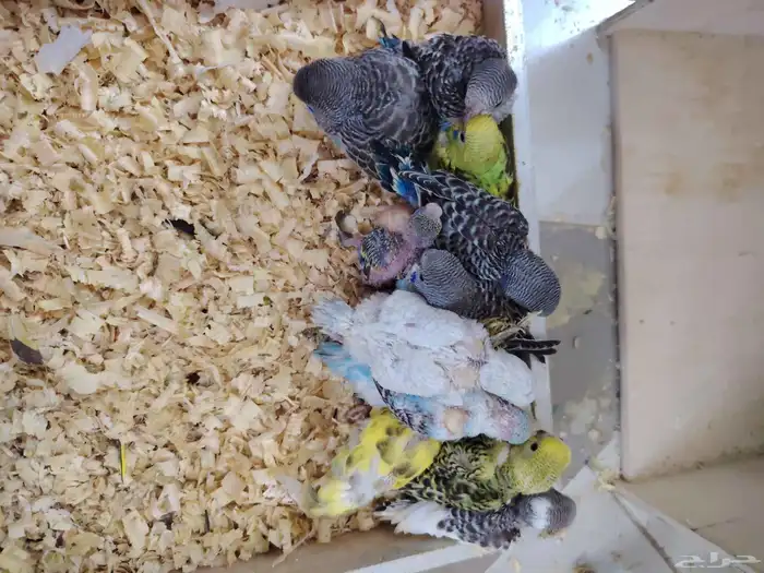 Australian Budgie Chicks Sold 1