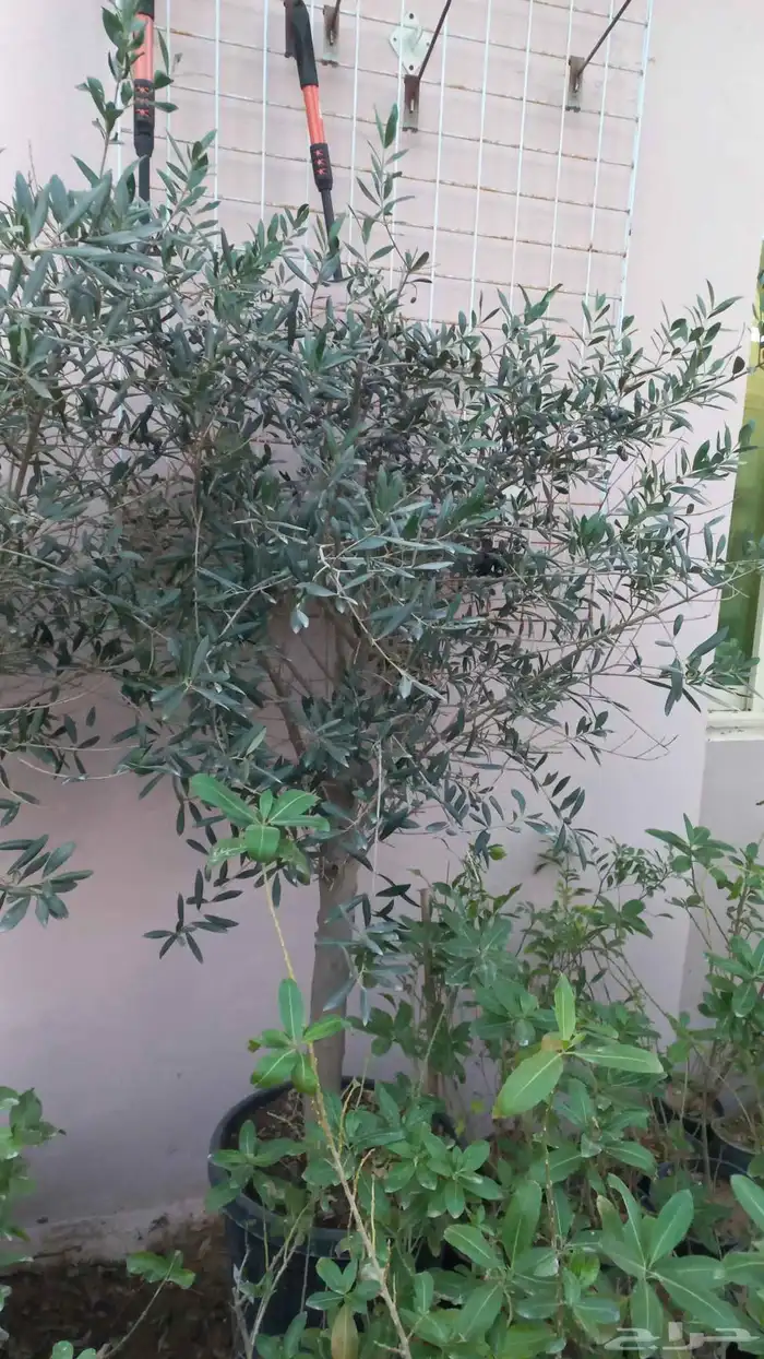 تنسيق حدائق 2