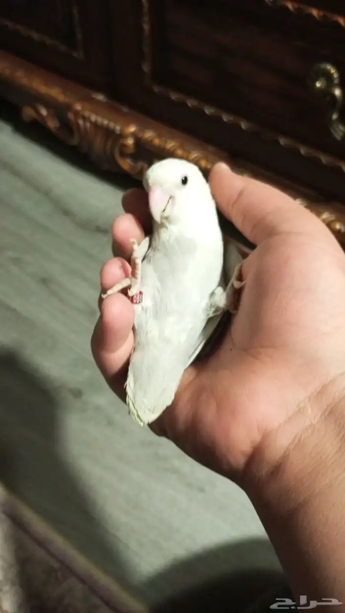 للبيع جوز روز اليف ومنتج 2