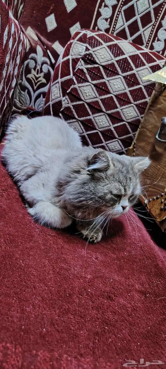 قطوه للبيع صنف 1