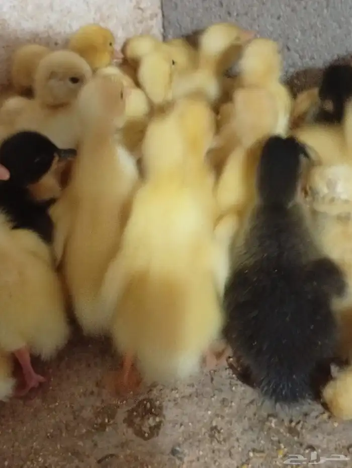 صوص بط وارانب للبيع 2