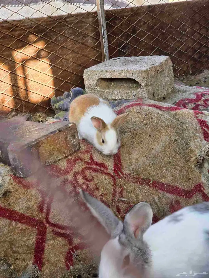 Small rabbits for sale 30 riyals with delivery 7