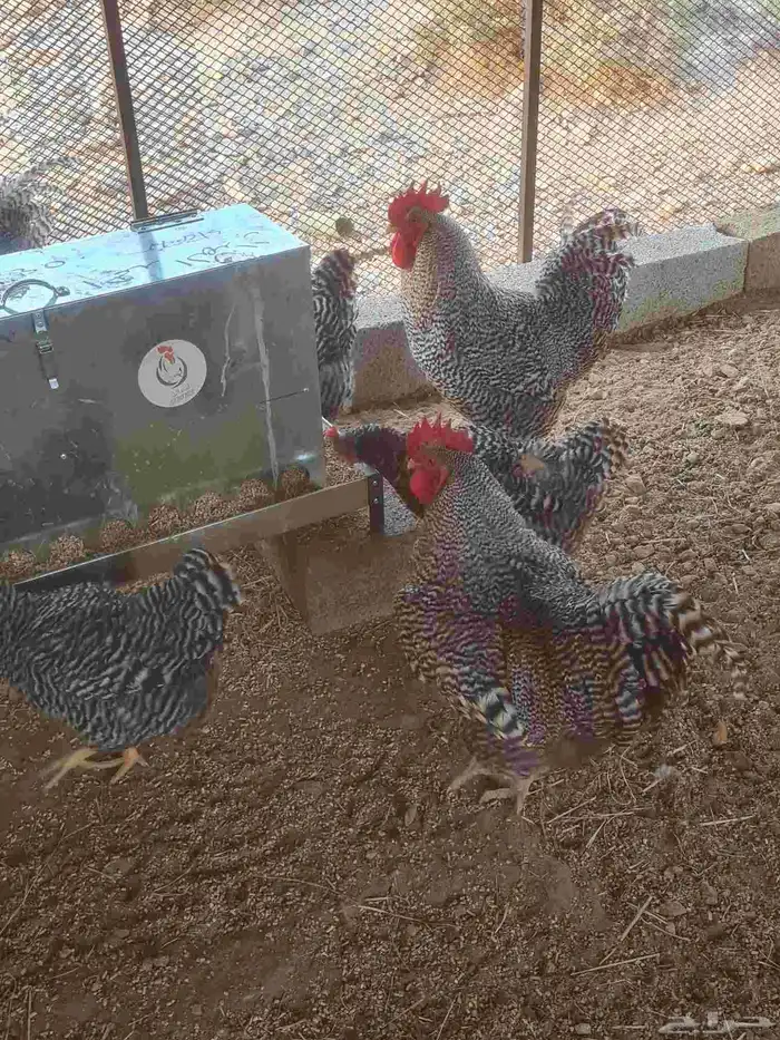 بيض آمروك للبيع 2