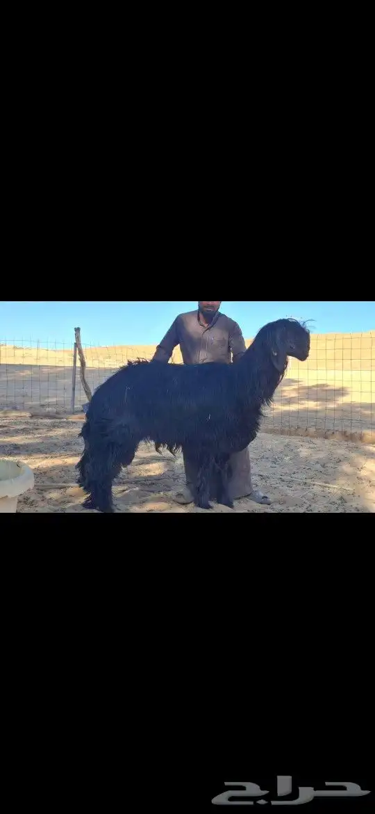 مشروع فحل نجدي ادلم العمر ثني 1
