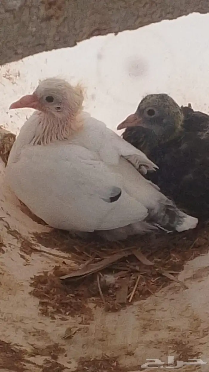 حمام فرنسي متالف ذكر مع أنثى 1