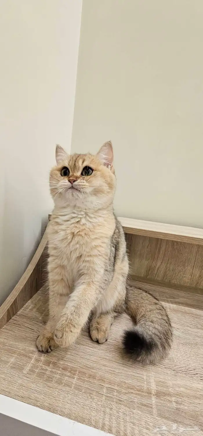 قطط سكوتش ستريت للبيع 3