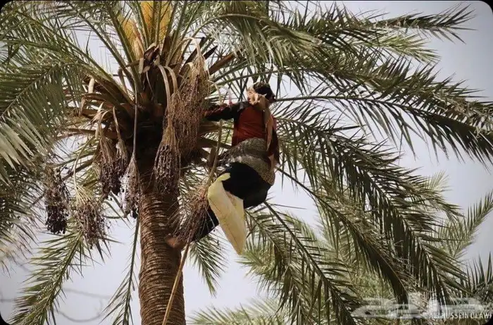 Palm pollination palm pollination palm maintenance 2
