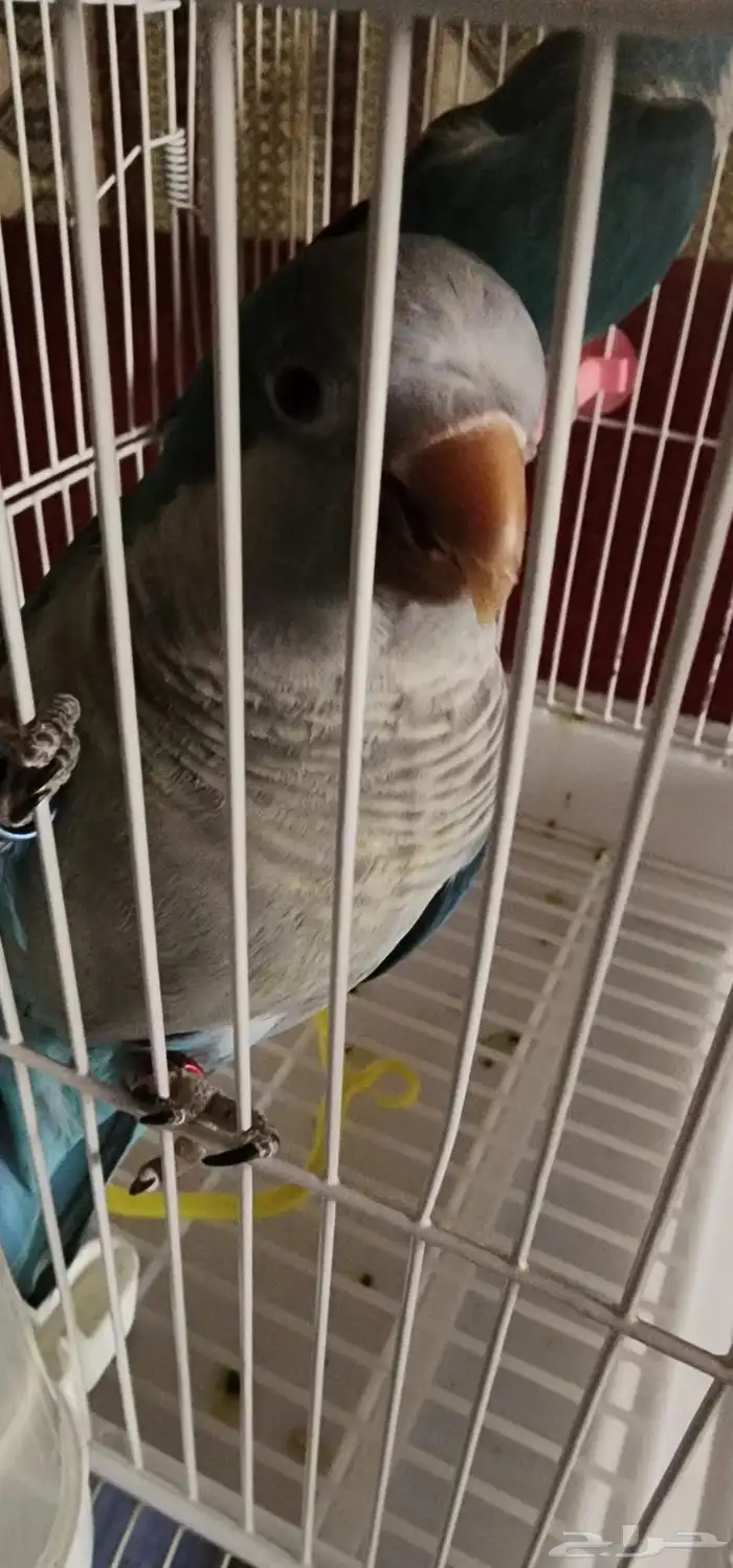 Two Karwan couples and a Quaker couple for Eid qualifiers 2