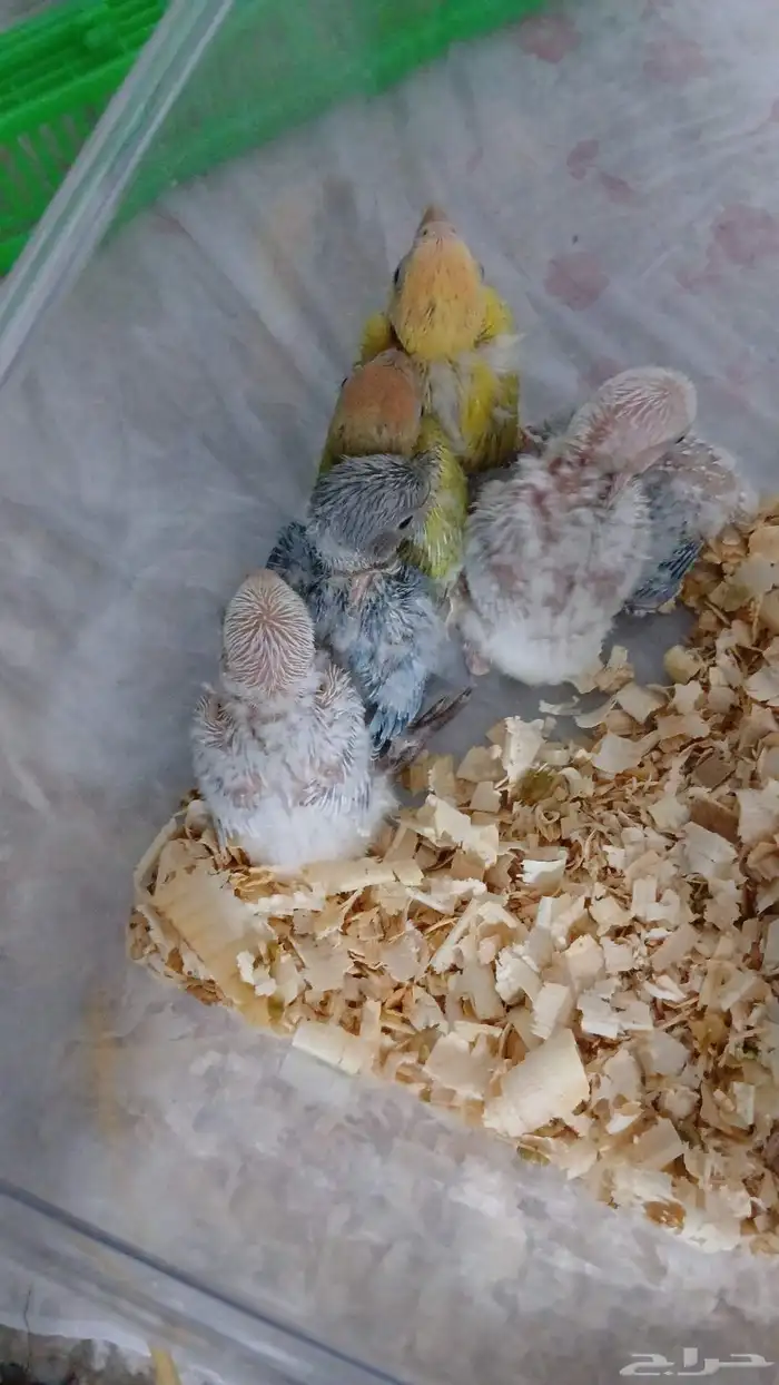 Selling Rose and Budgie chicks 2