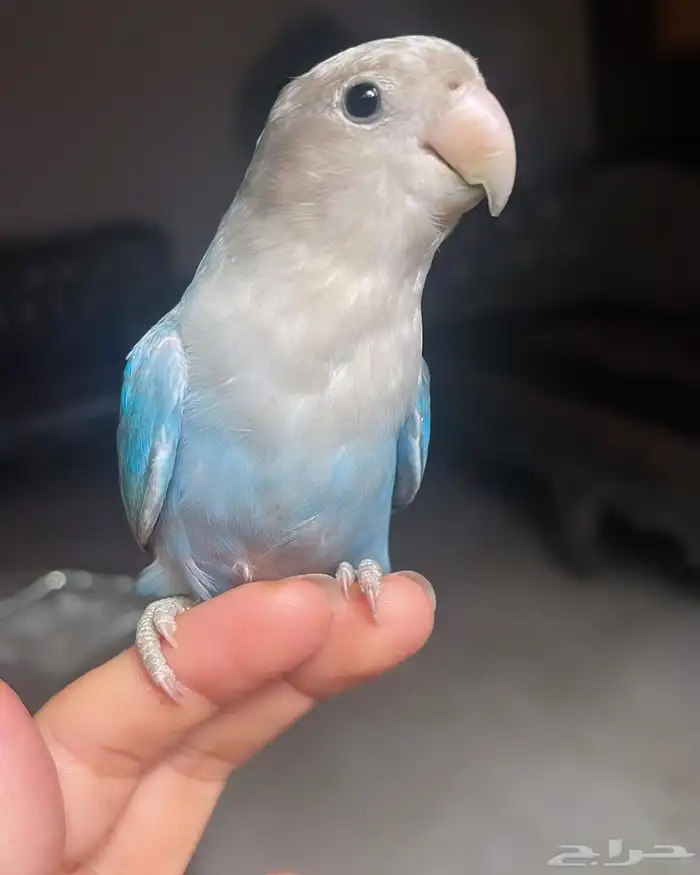 Rose parrot for sale 3