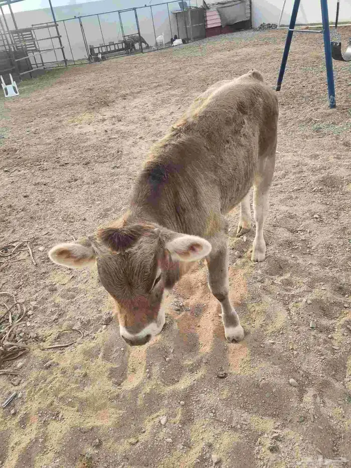 بقر وعجلها 1