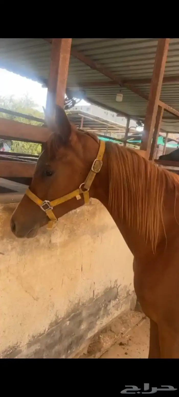 مهر واهو للبيع وقف على الرسوم 4