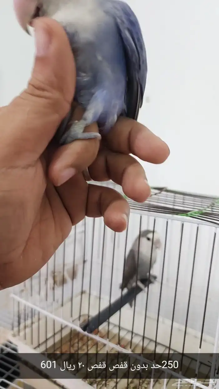 Lovebirds pairs for sale 7
