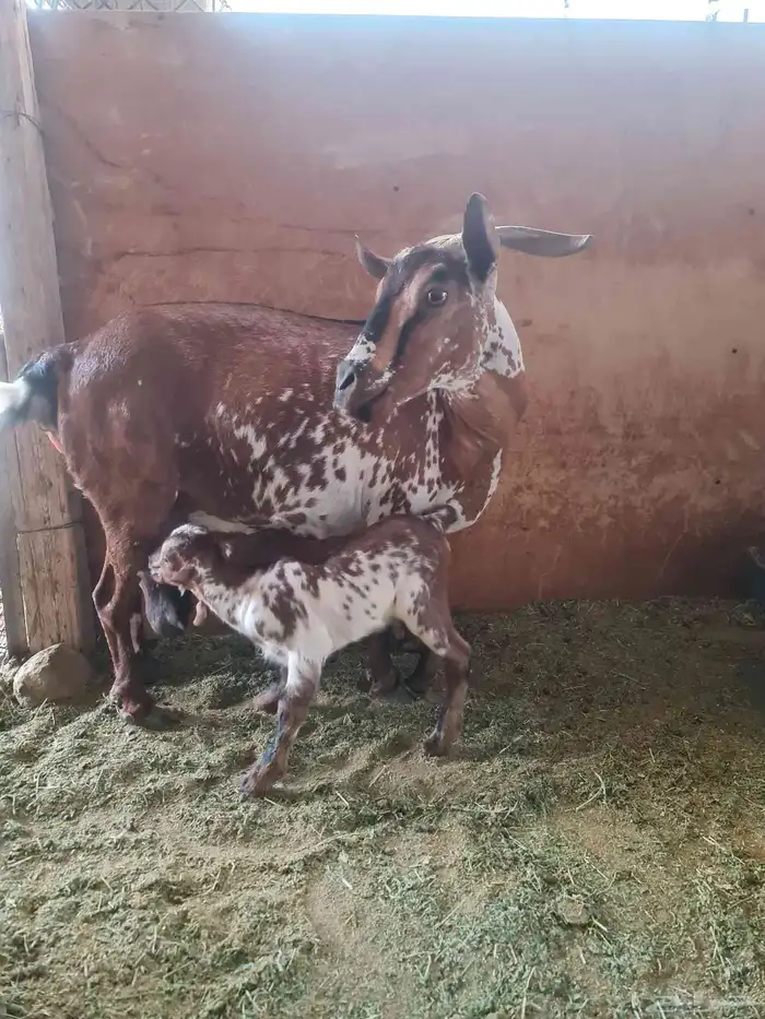 Southern goat relaxed with a buck underneath Special price f 5