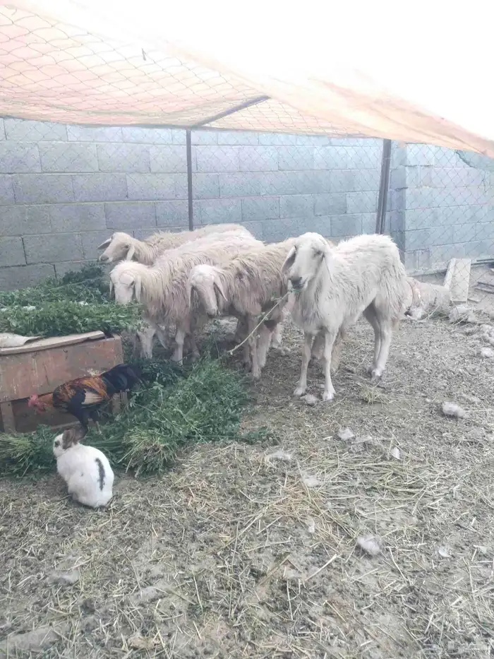 نجران الخالديه 5