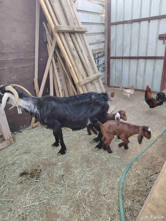 معزا عارضيه تحتها اثنين 4