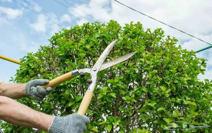 Teacher Hamada cut trees and planted 1