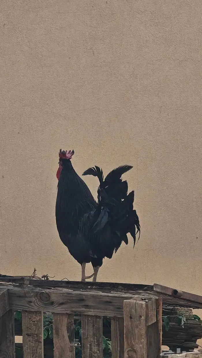 ديك اسود 5