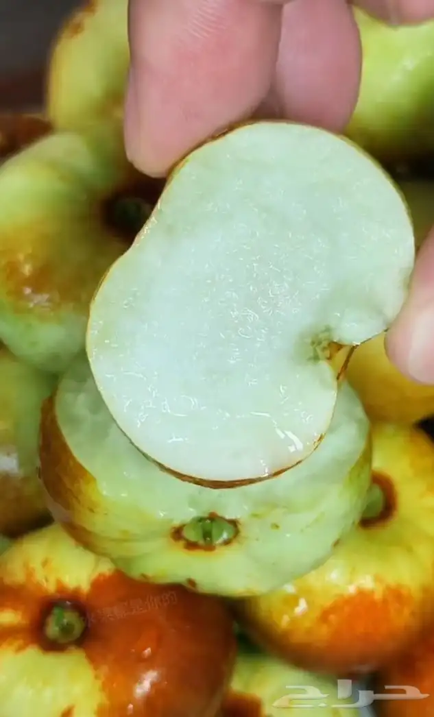 Chocolate bra 3 classification from China one Korea 23