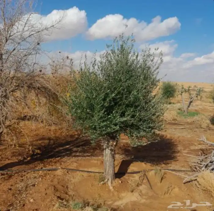 Olive trees for sale 3
