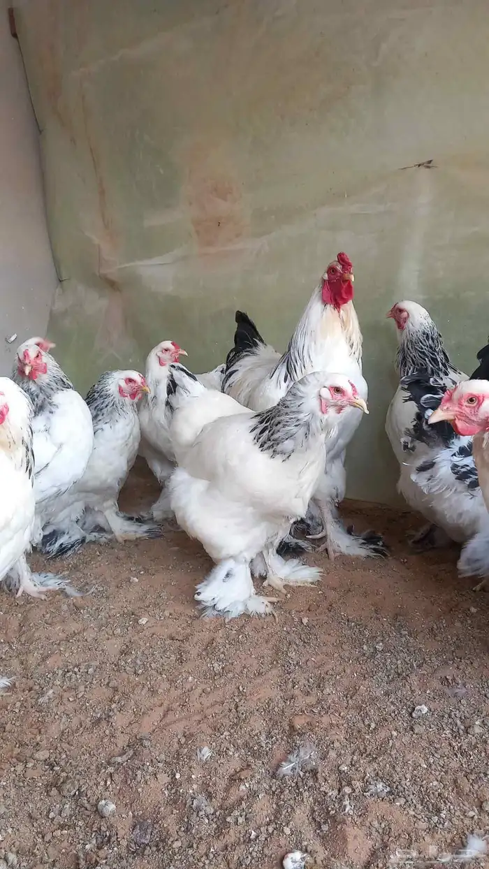 Colombian Brahma Chicken 3