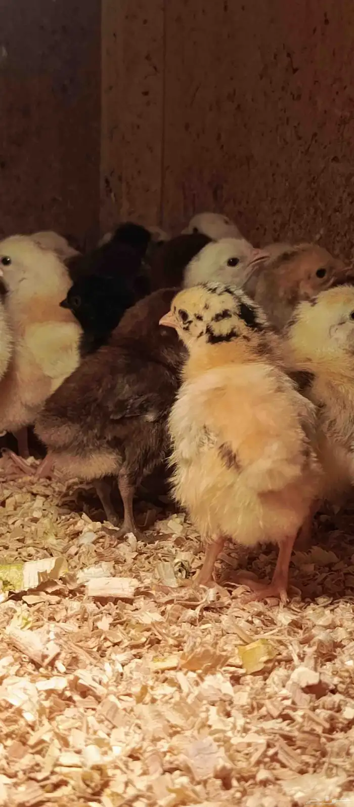 صوص دجاج بلدي 9