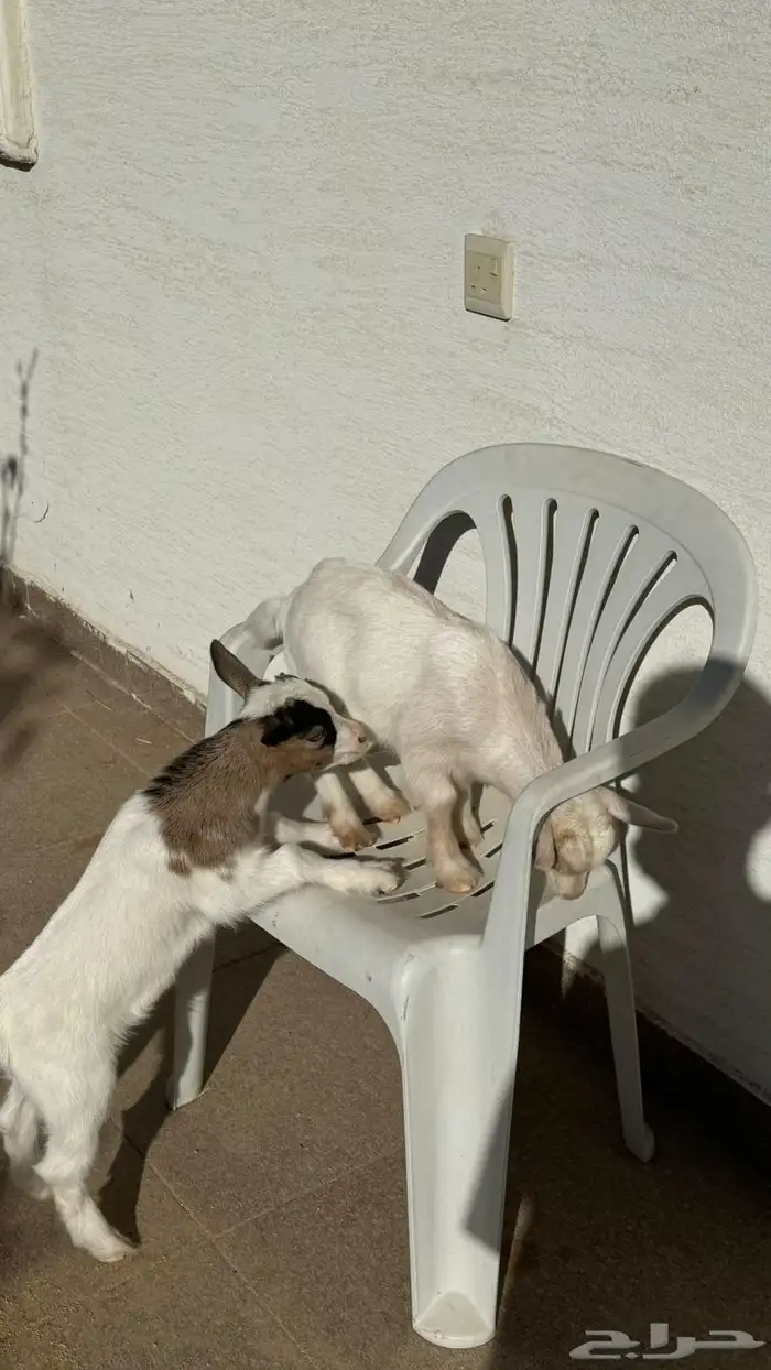 2 dwarf goats less than a month old 2