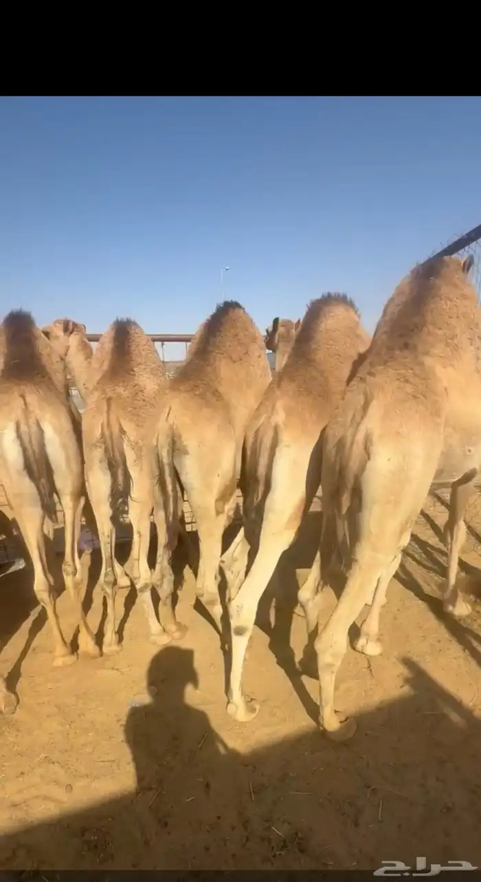 قعدان كفوو مبادي منسبات اتواصل 1