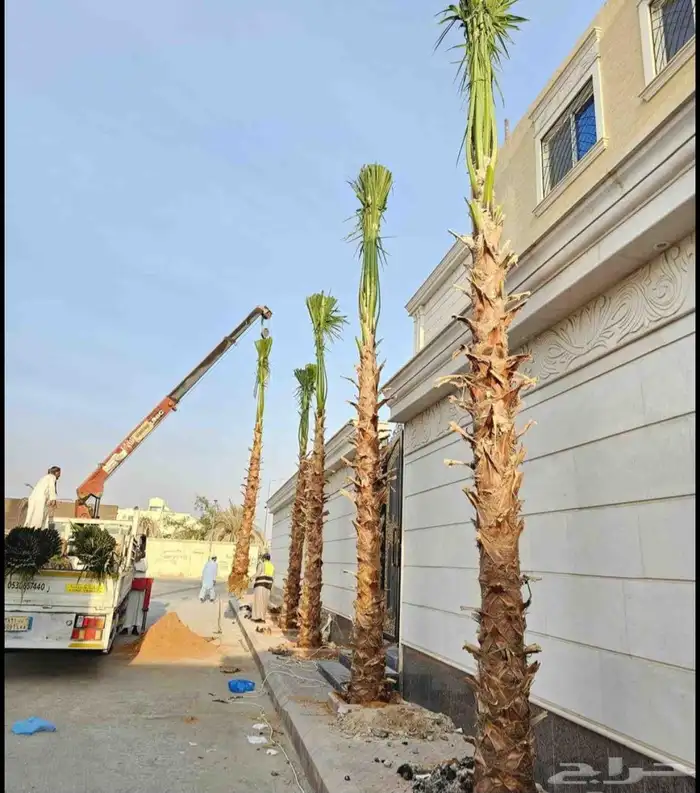 نخل واشنطن 4