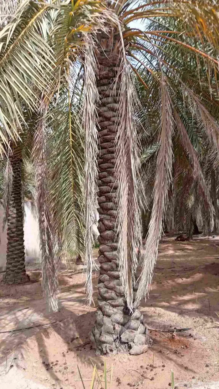 نخل للبيع 2