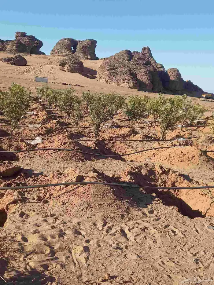 نخل نقوم بتوريد جميع انواع إنخل عربي وواشنطني جميع المقاسات 5