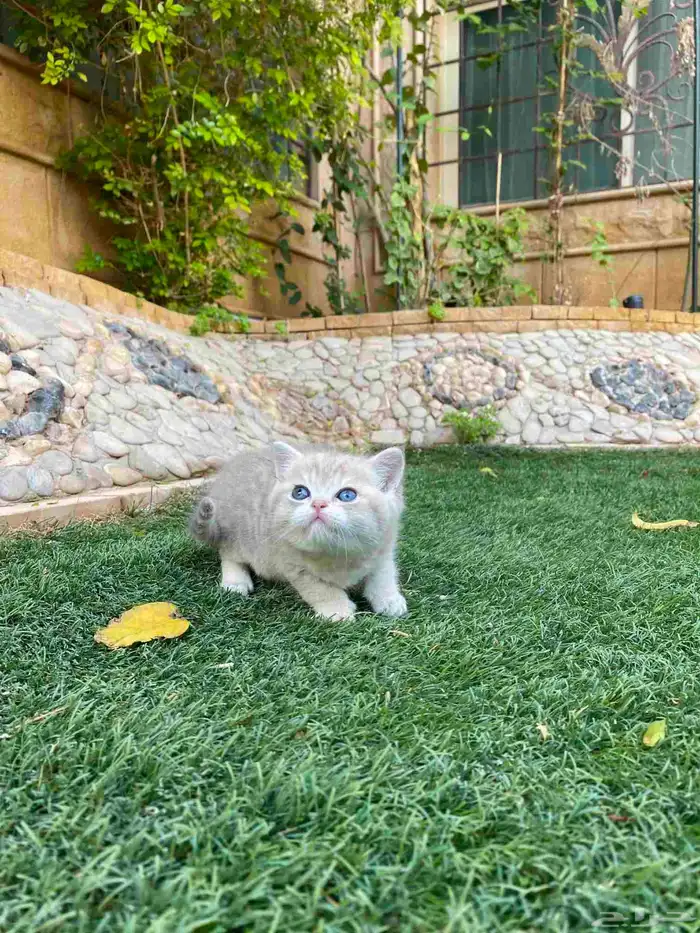Scottish Fold kittens vaccinated and trained for sale no ado 17