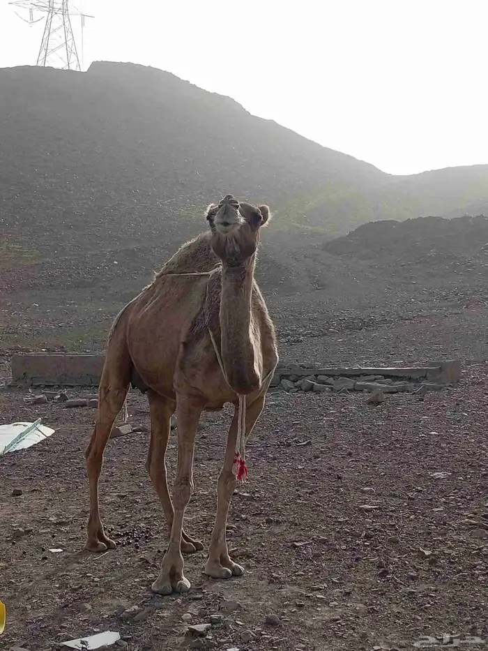 A good red camel a calf 7