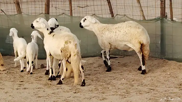 رخال سواكنيه مقاني صنف 15 تحتها 10 الباقي دفيع شرط 7