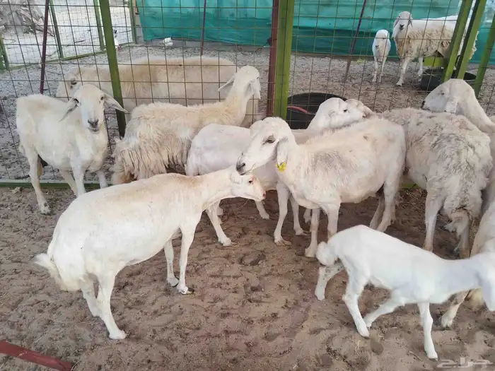 ضان مراح من سديس للقارح طيبات وبسعر طيب للمقني 5