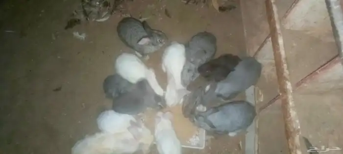 rabbits 1