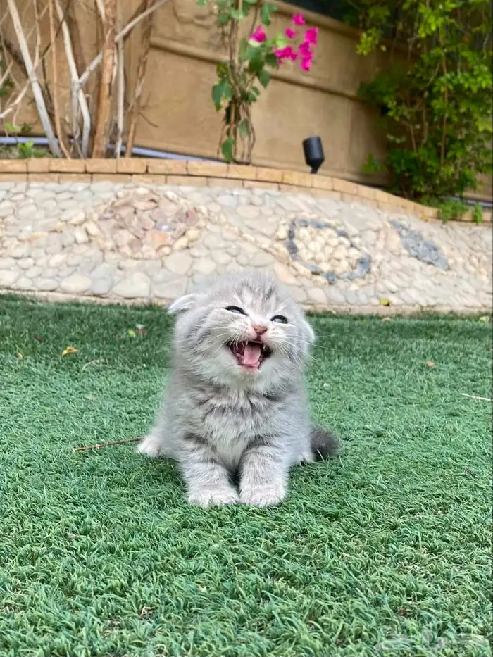Scottish Fold kittens vaccinated and trained for sale no ado 8