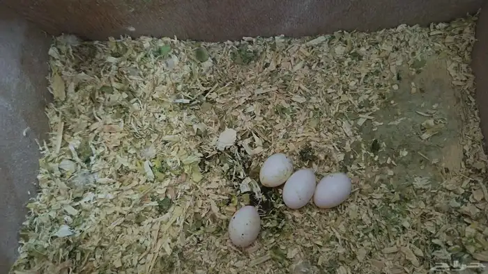 جوز كروان لاتينو منتج 3