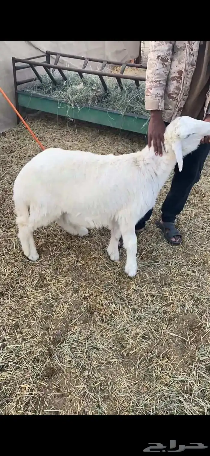 ذبائح حريه طليان وسواكن حمري تربيه يوجد طبخ حنيذ بالمرخ 2