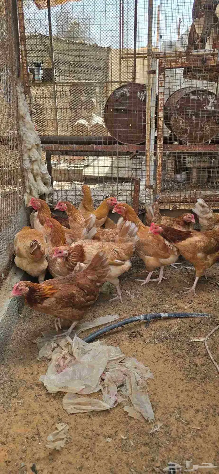 اطقم دجاج تركي جروم طيبه 2