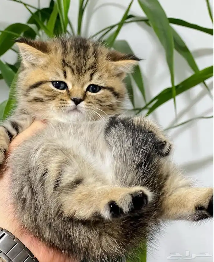 Kittens Scottish Straight for sale 1