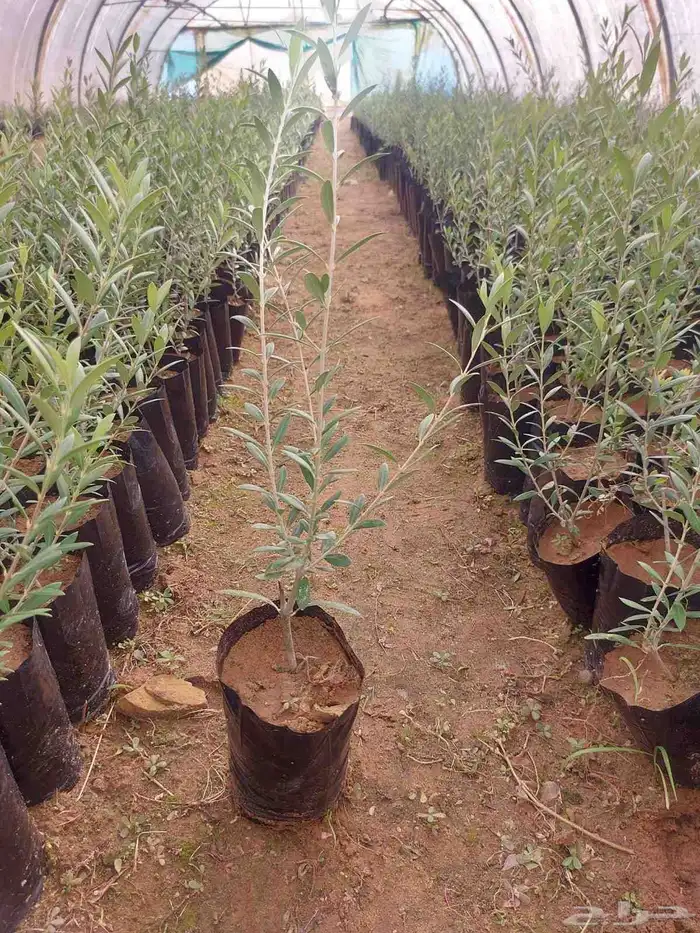 Olive seedling planting project 1