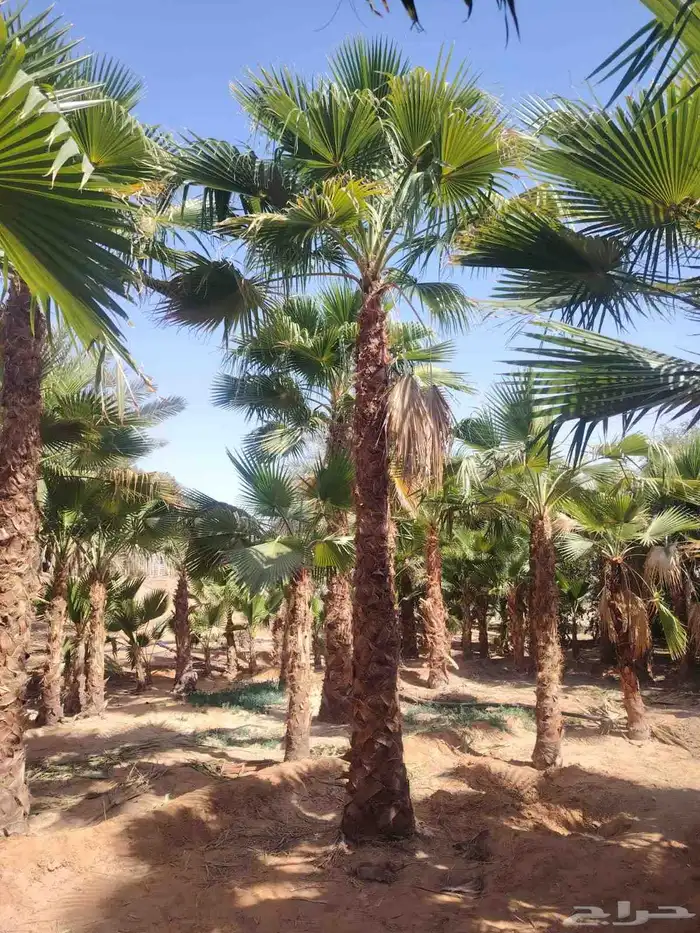 مشاتل المدار العالمي لبيع النخل الواشنطني 1